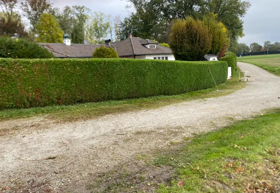 Gerade geschnittene Hecke entlang einer Einfahrt