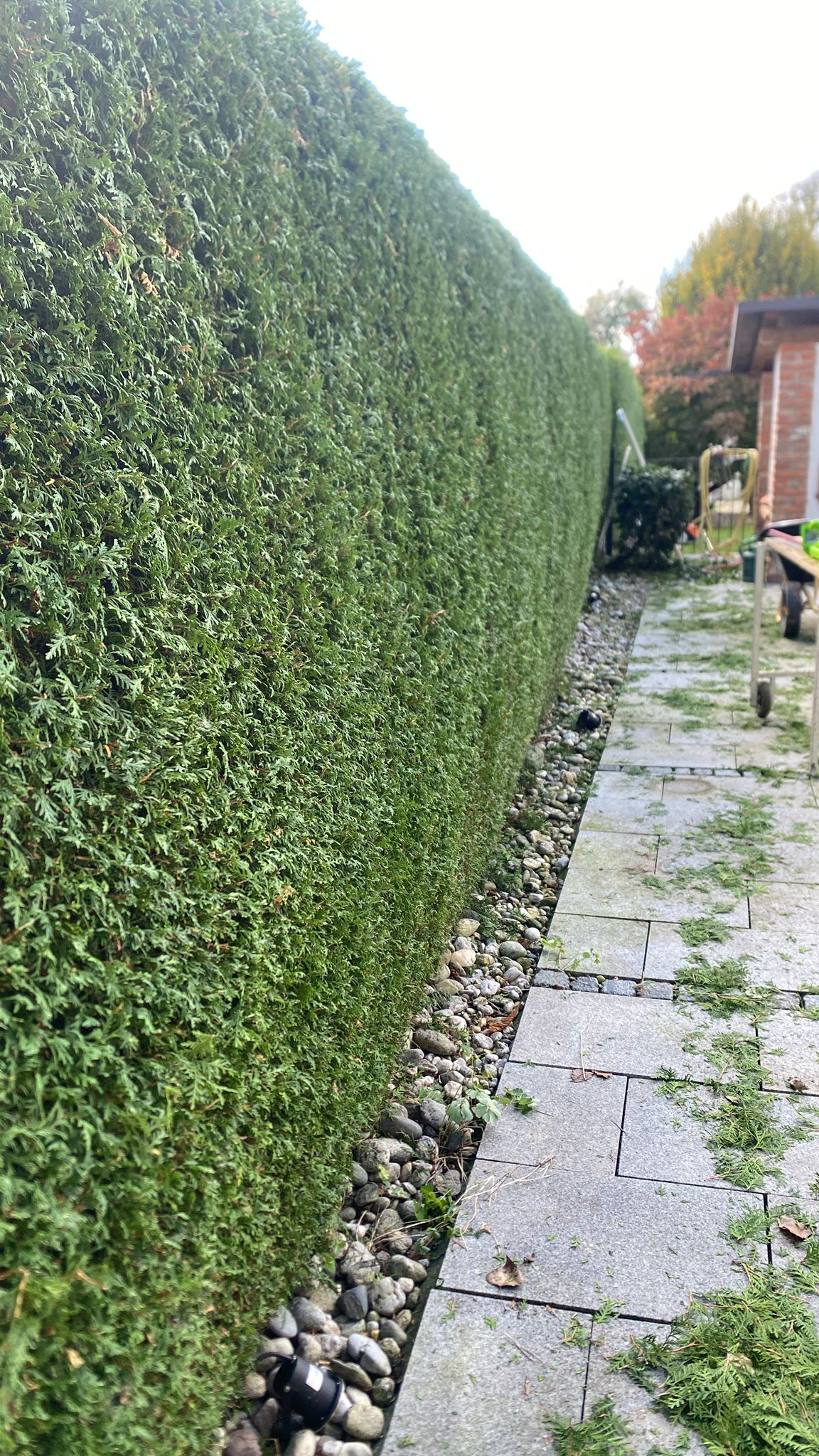 Sauber in Form geschnittene Hecke an einem Gartenweg