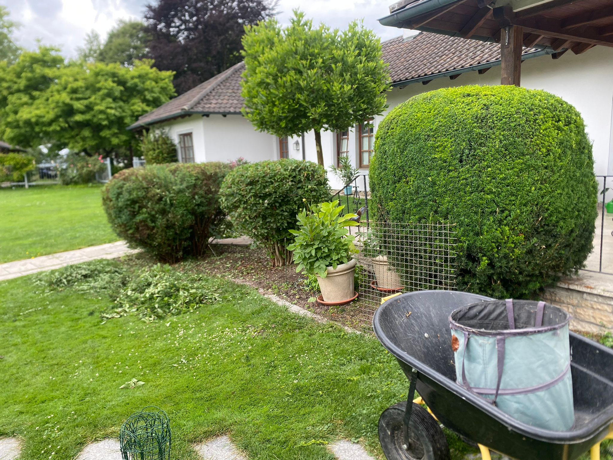 Gepflegte Sträucher und Formschnitt in einem Vorgarten