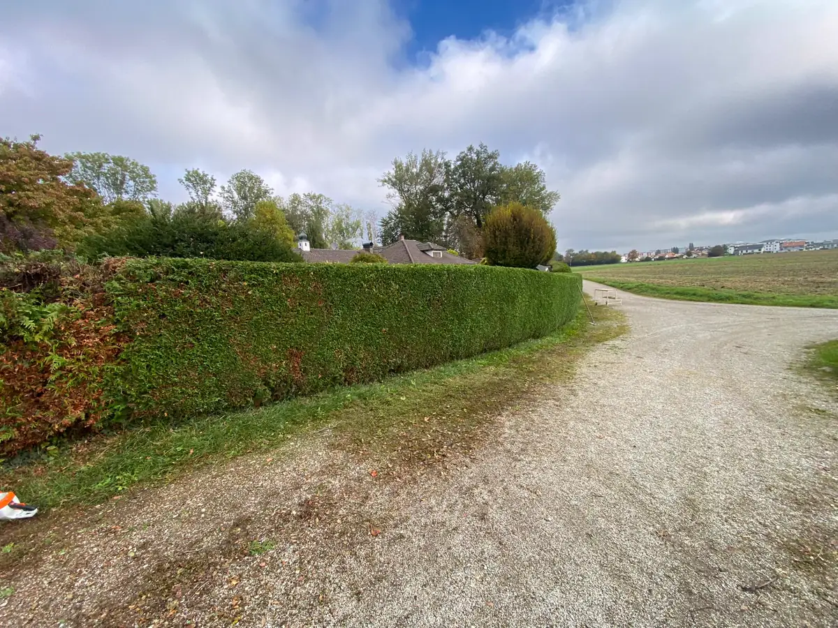 Lange Hecke nach dem Rückschnitt
